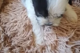 Pomeranian shitzu puppies for sale 