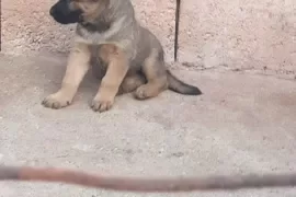 Lab x Gsd Puppies 
