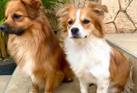 Chihuahua Pomeranian Puppies for sale! 