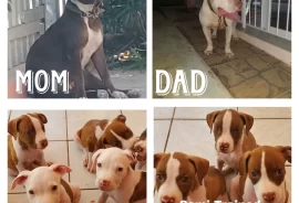 Pitbull Puppies FOR SALE Vaccinated and Dewormed