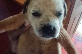 Bullmastiff mixed puppies 
